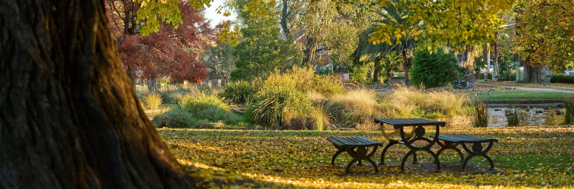 cooks park, surrounded by leafy trees and a picnic table