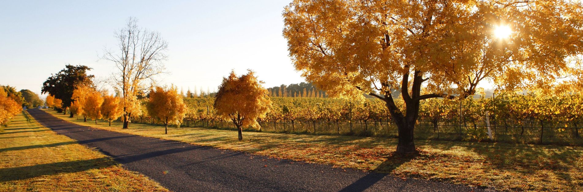BEAUTIFUL YELLOW TREES LINING THE STREET OF ORANGE NEW SOUTH WALES