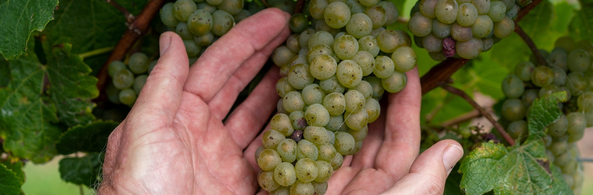 green grapes ready to be made into wine