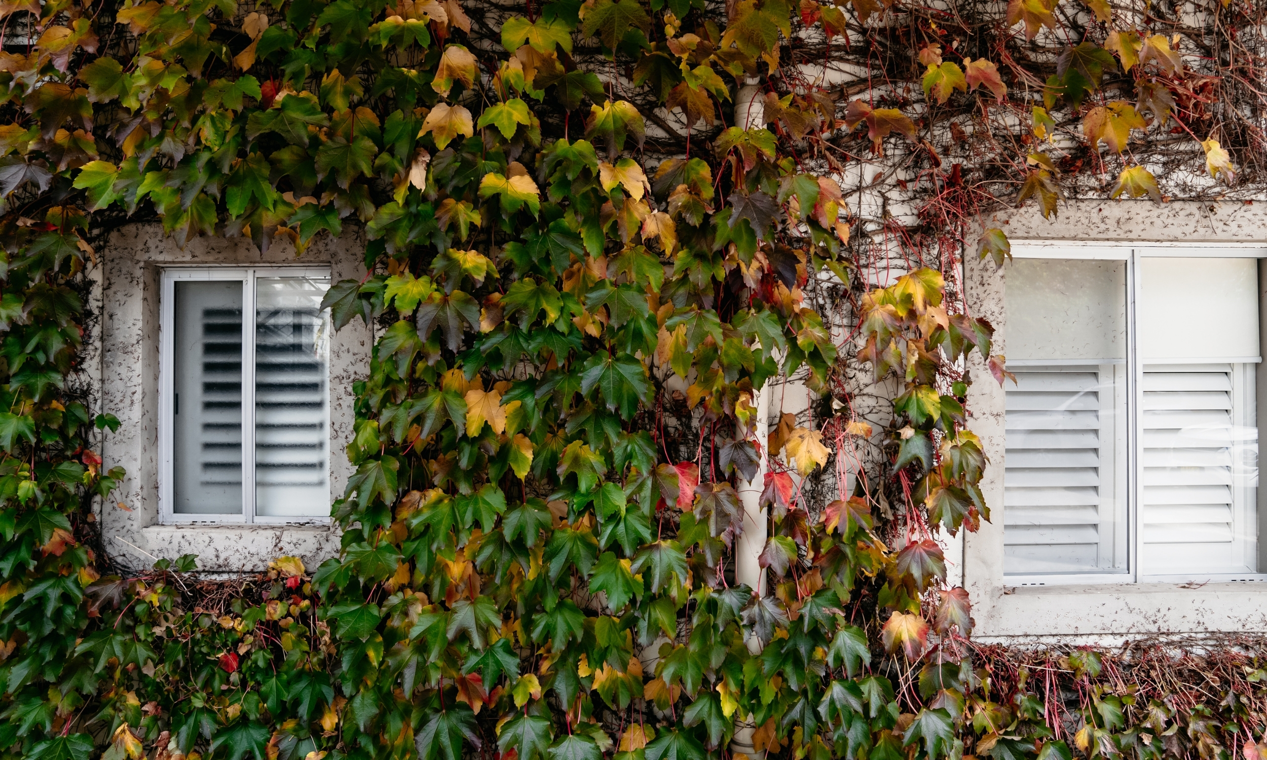 Ivy-Covered Exterior at de Russie Boutique Hotel