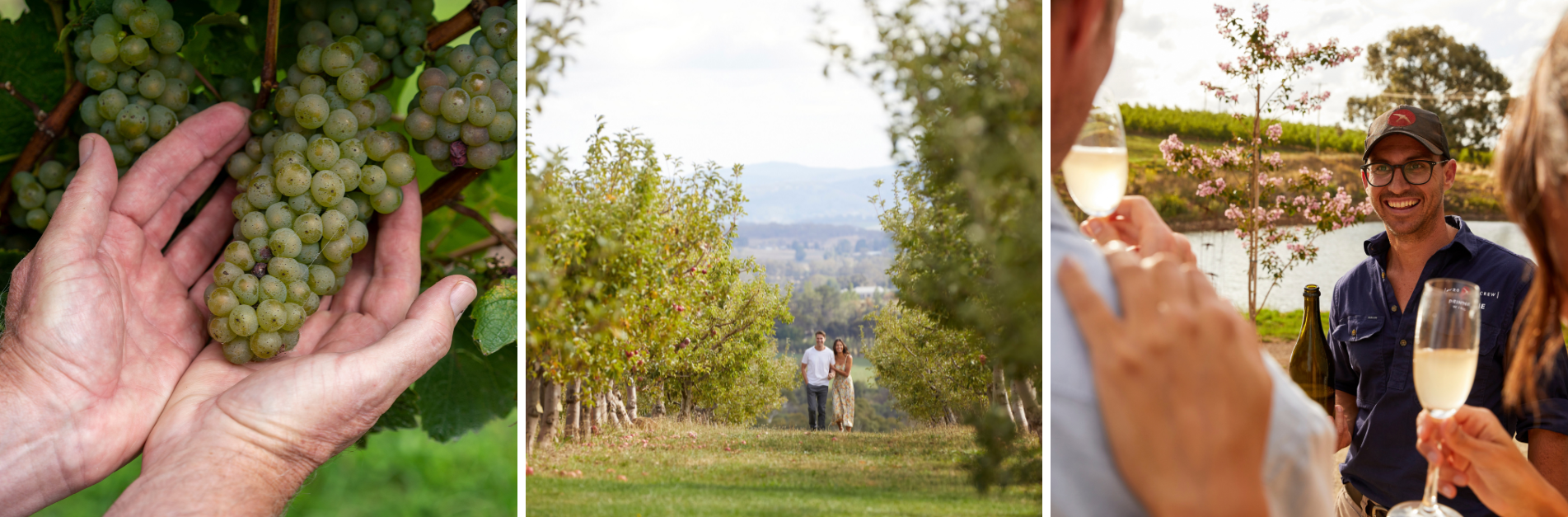 Wine & Produce Experiences in Orange NSW Experience Orange NSW’s celebrated wine region with vineyard walks, grape harvests, cellar door tastings, orchard experiences, and breathtaking countryside views.